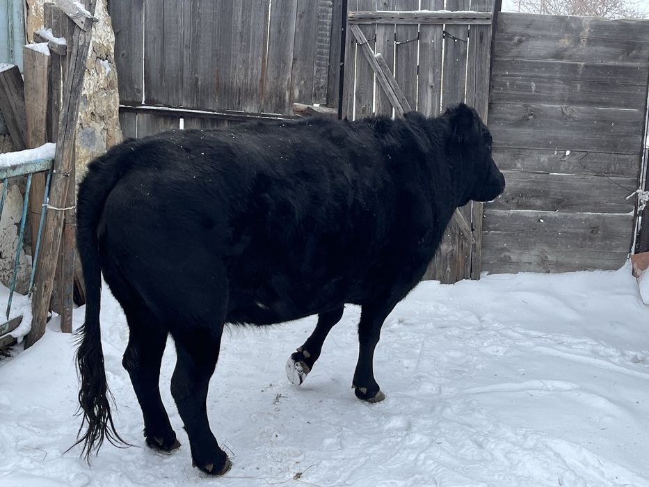 Корова 5 лет с откорма ангус