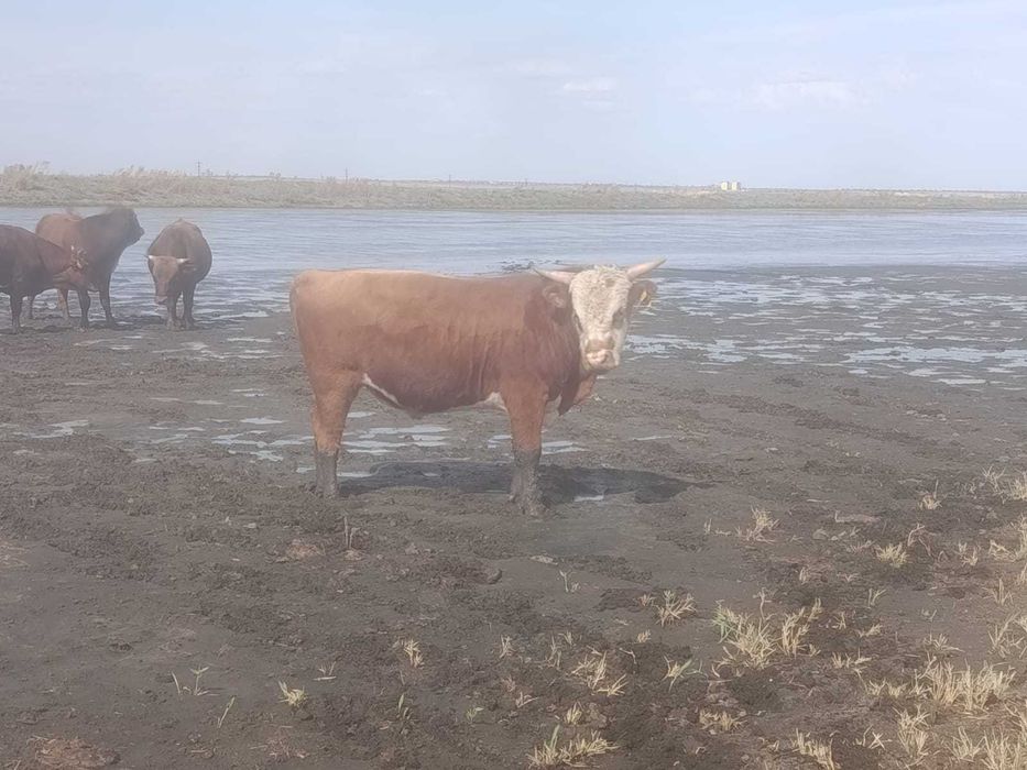 Продаётся срочно