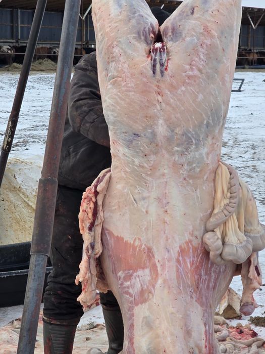 Согым , соғым сатамын . Петерфельд.