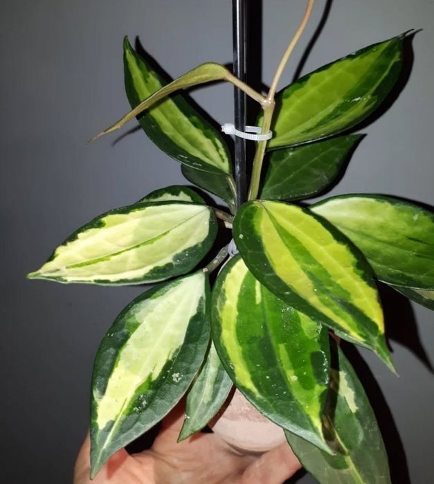 Хойи разных сортов  Растения Цветы