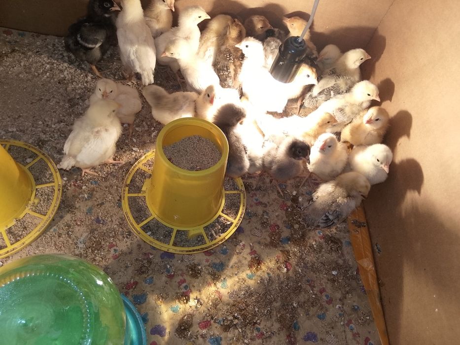 Продам домашних цыплят