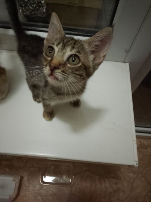 Котята ищут ДОБРЫЙ ДОМ