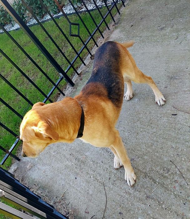 Donez câine , mascul