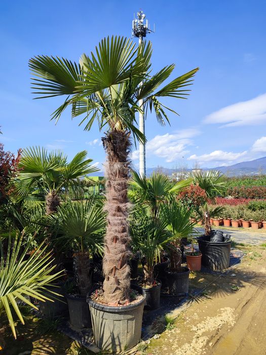 Magnolia Galbenă, Grandiflora, Palmieri