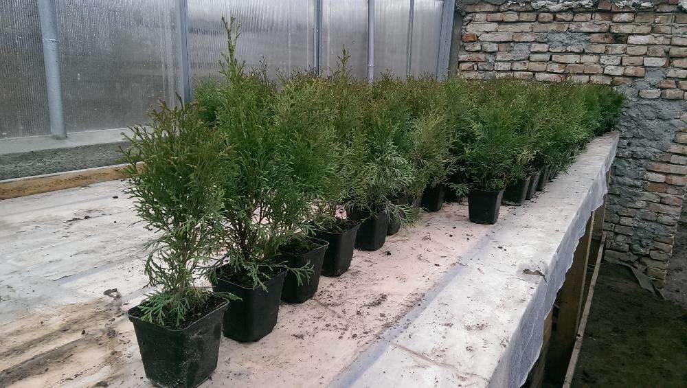 Vand Tuia Smaragd de 40 cm la ghiveci de 9cm