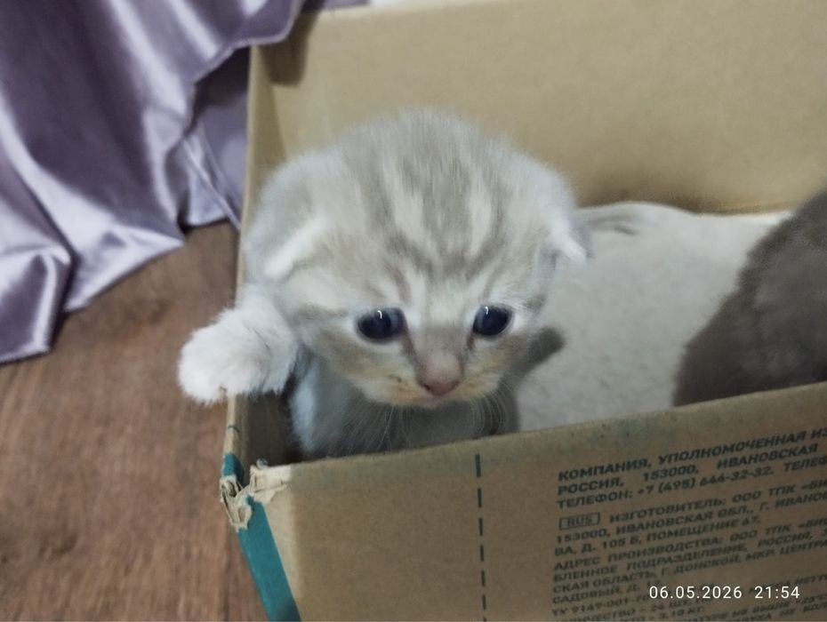 Котята вислоухие