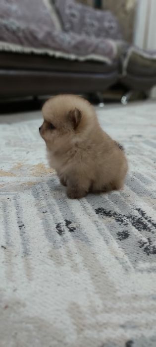 Шпиц мальчик мини