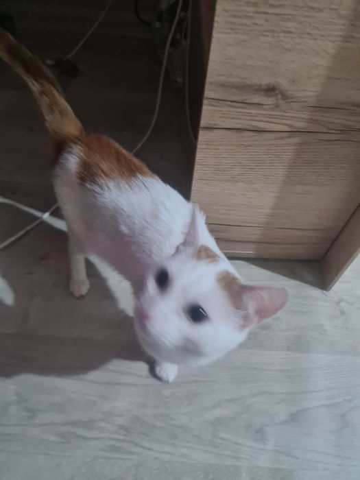 Отдам кота в добрые руки