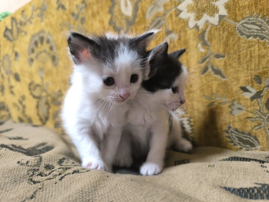 Котята , отдам в добрые руки