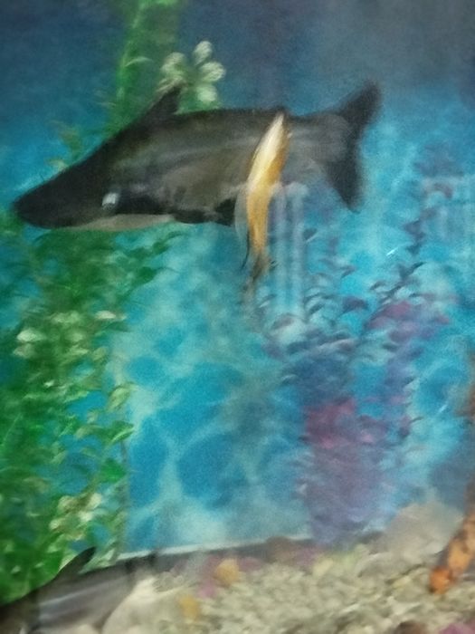 Мирни акула 35 см.Коя  30 см сотилади