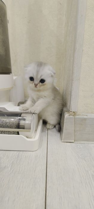 Продаются котята шотландская вислоухая  скоттиш-фолд