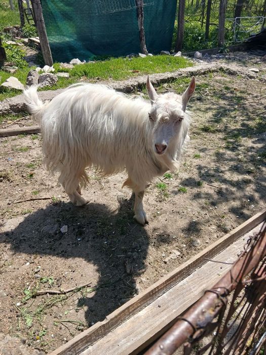 bak kecske eladó. Capră de vânzare