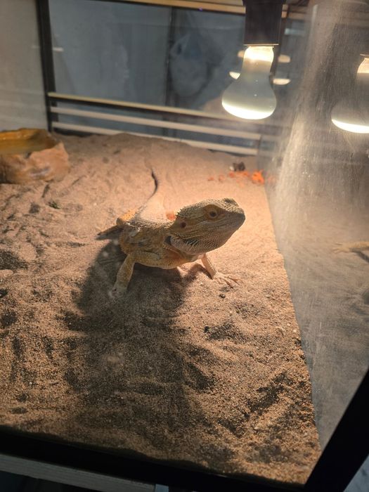 Продам бородатая Агама.