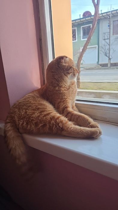 Skotsh fold  5 oylik mushuk tezda arzonga sotiladi