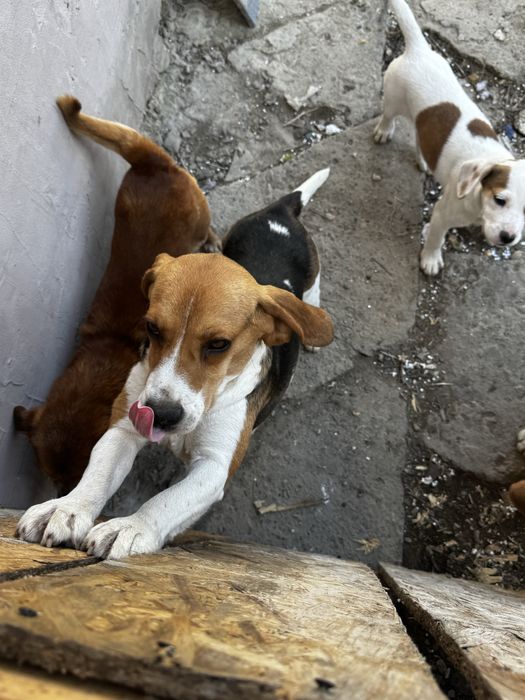 Donez catelusa de 2 ani