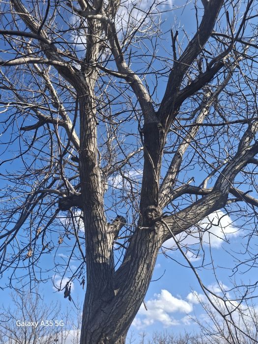 1000 ming sum katta yongoq daraxt oladiganlar uchun kelishamiz