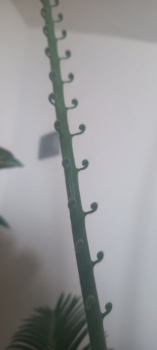 Цикас древний необыкновенный