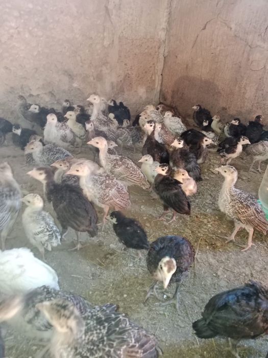 Индюшата индюки продам