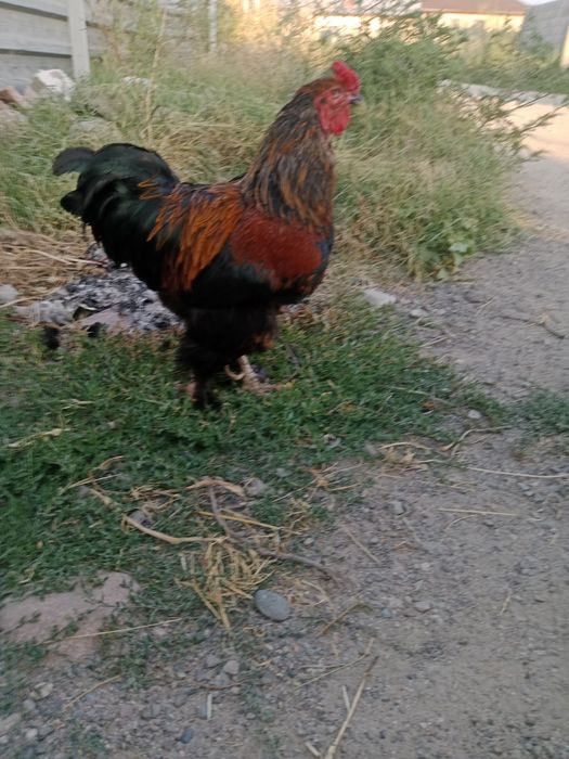 Продам петуха 4 года,