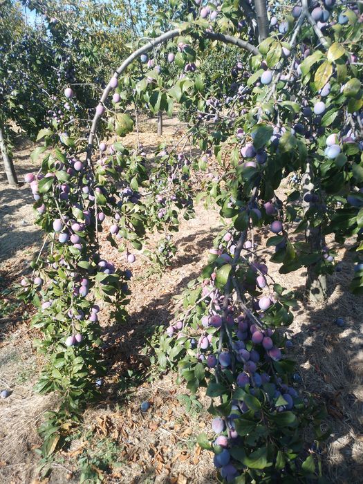 Vând prune anaspet