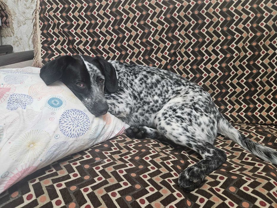 Найдена собака, отзовись хозяин!