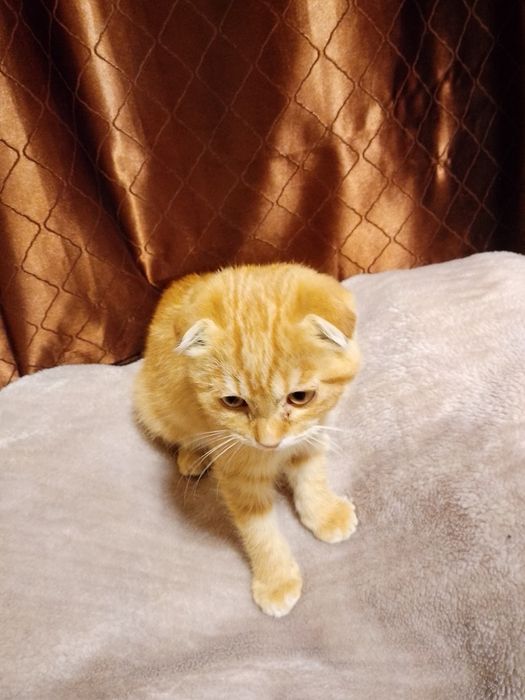 Scottish Fold Golden