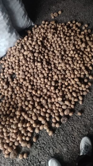 Продам семена картофеля