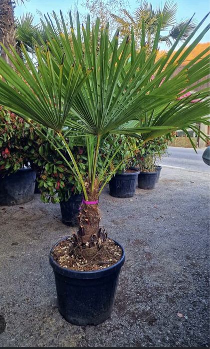 Palmier tuia magnolia catalpa mesteacan amenajari gradini