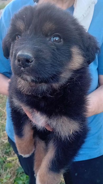 Puiuți pentru adopție