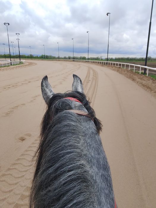 Жеребец для езды