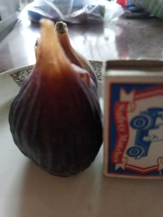 Саженцы инжира Черный Принц