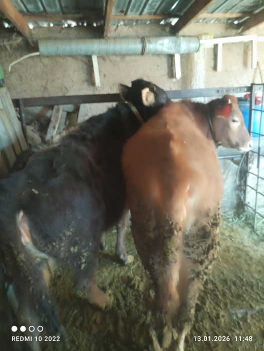 2 Тана тёлка 10 месяц