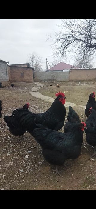 Джерси гигант жұмыртқа бар