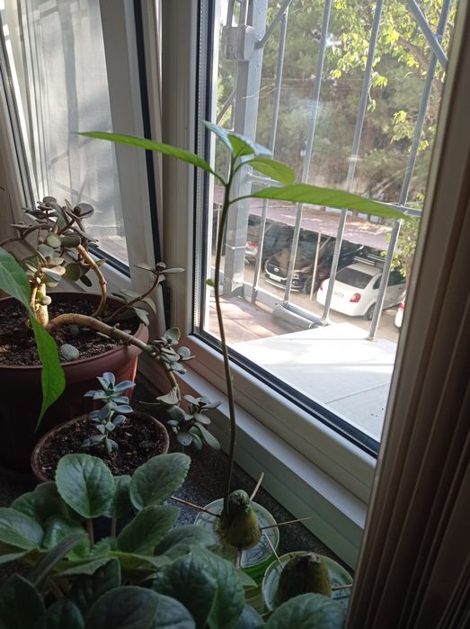 Экзотические растения