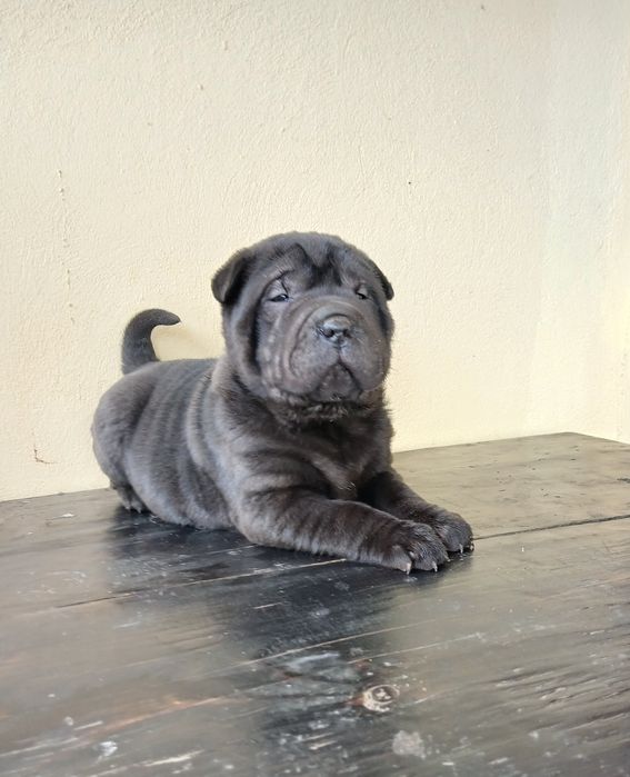 Vând pui Shar Pei