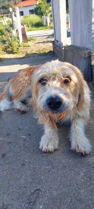 Хотел за кучета Хачико