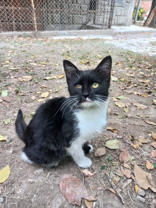 Котёнок в добрые руки
