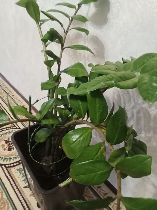 Доллор гүл сатылады