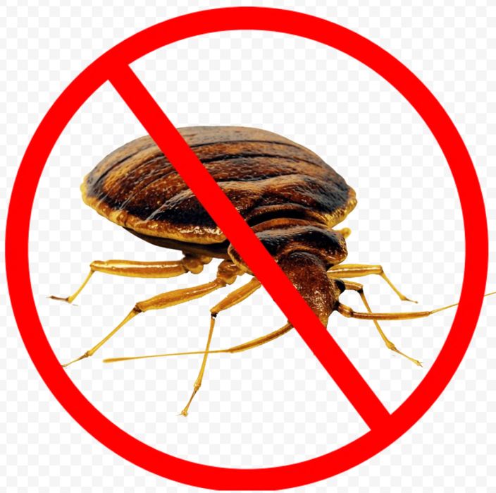 Клопы, термиты, тараканы