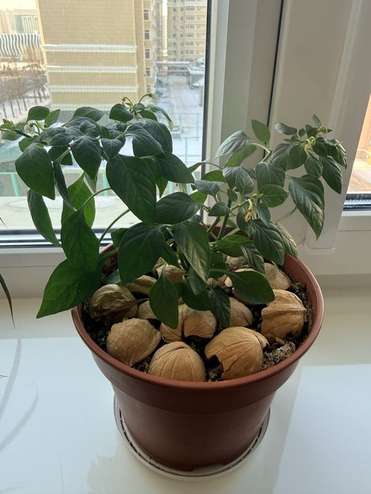 Продам цветы герань и домашний горький перчик