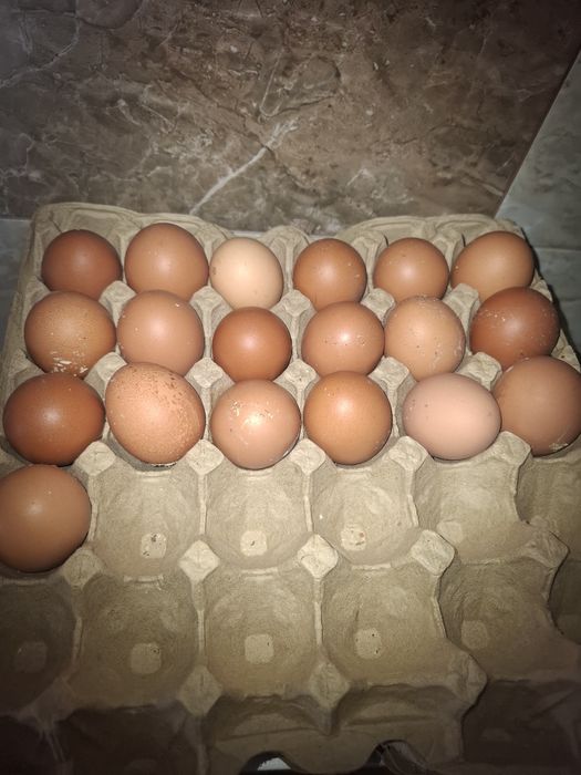 Цыплята домашние ломанбраун.