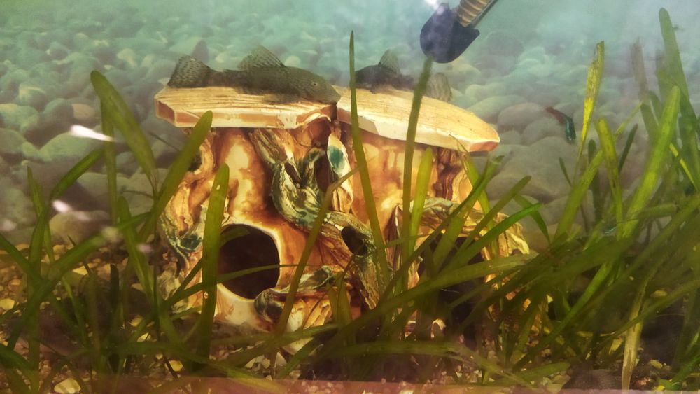 Продам рыбок сомиков