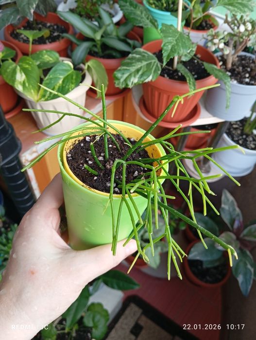 Продам цветы комнатные