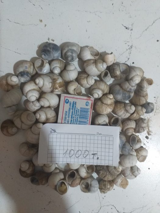 Продам ракушки с Черного моря
