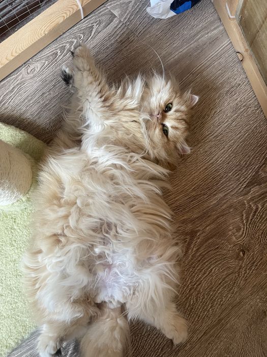 Продается золотая шиншилла хайленд