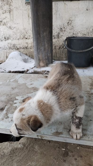 Отдам щенят в добрые руки