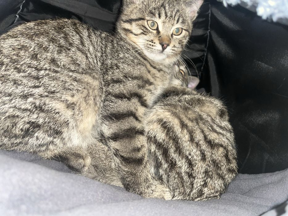 Котята пацаны.