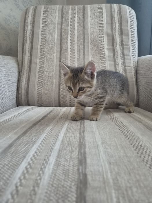 Котик в очень добрые руки