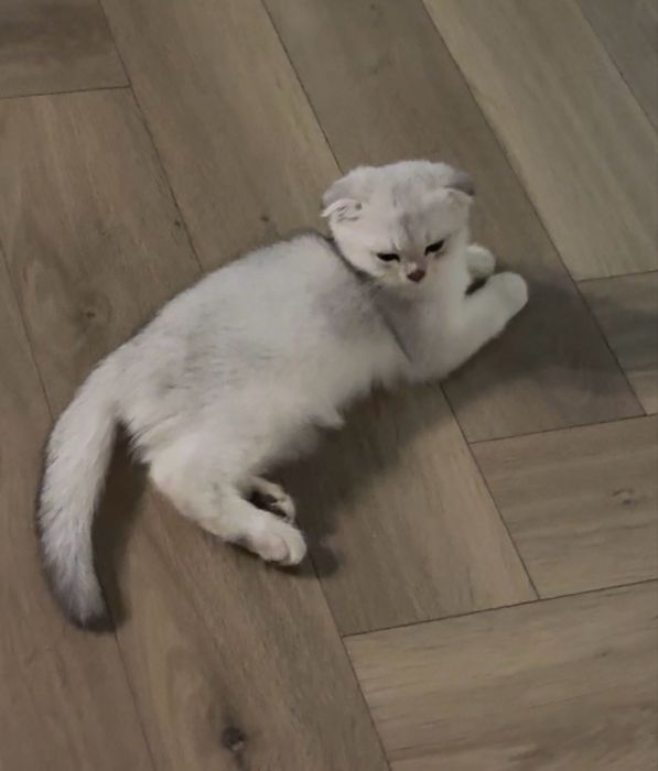 Серебристая шиншила котенок