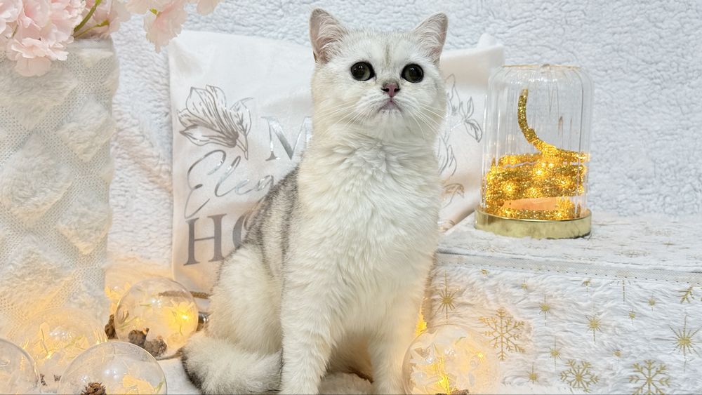 Серебристая шиншилла